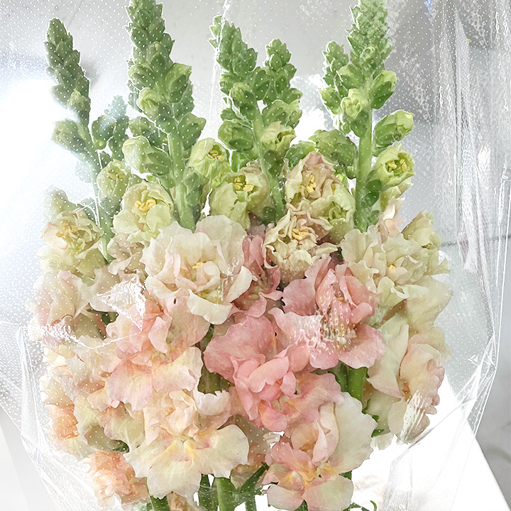 スナップ フェスタ　アプリコット 6070 (淡オレンジ)