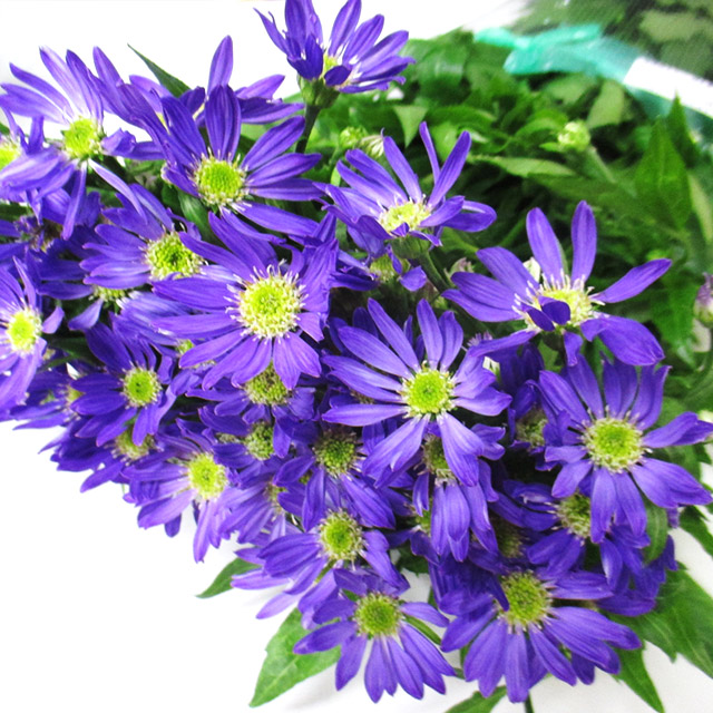 ミヤコワスレ ミヤコムラサキ 秀Ｌ (紫)