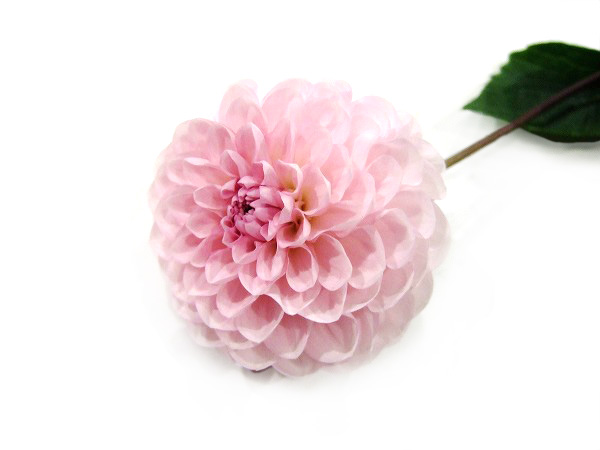 ダリヤ サクラガイ 注秀2L (ピンク)