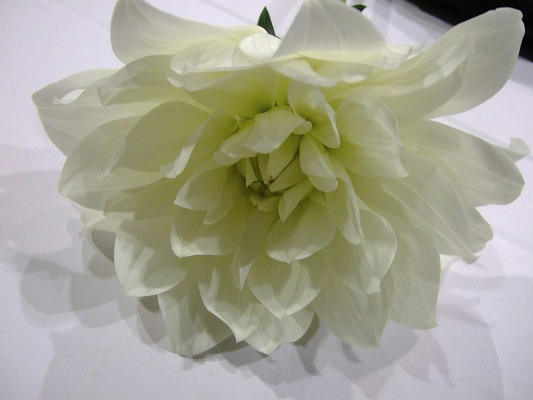 ダリヤ ホワイトヴェール 優60 (白)