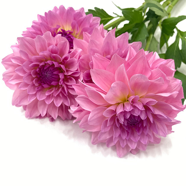 ダリヤ エタニティロマンス  (ピンク)