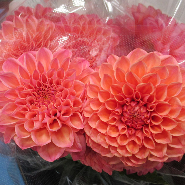 ダリヤ ナマハゲラブ 注秀60 (サーモンピンク)