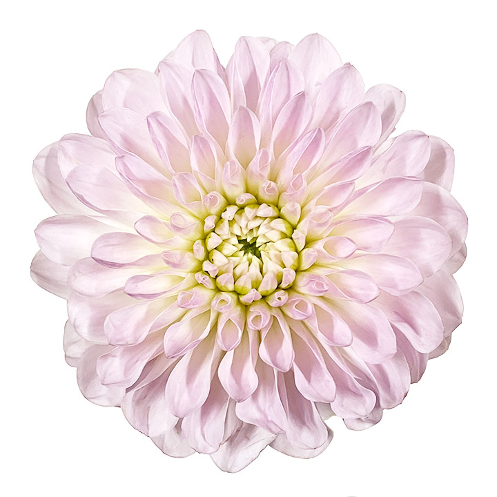 ダリヤ ナマハゲトゥンク 60ｃｍ (ピンク)