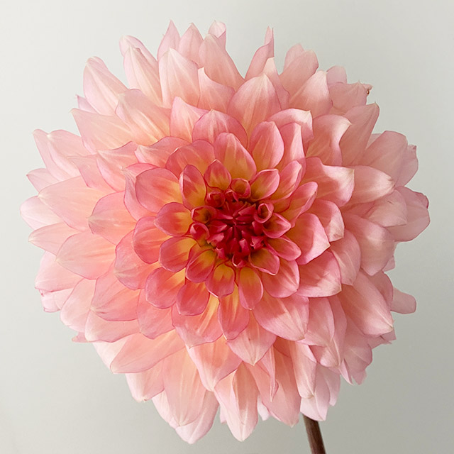 ダリヤ ムーンワルツ ｼｭｳ50CM (ピンク)