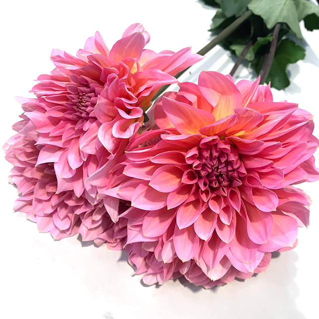 ダリヤ ナマハゲエポック 注秀60 (サーモンピンク)｜大阪店｜ハナノヒ