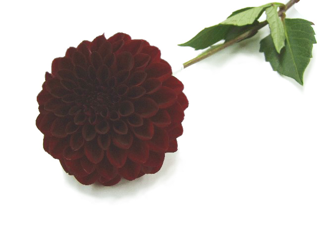 ダリヤ ジェシーリタ ２Ｌ70 (赤)