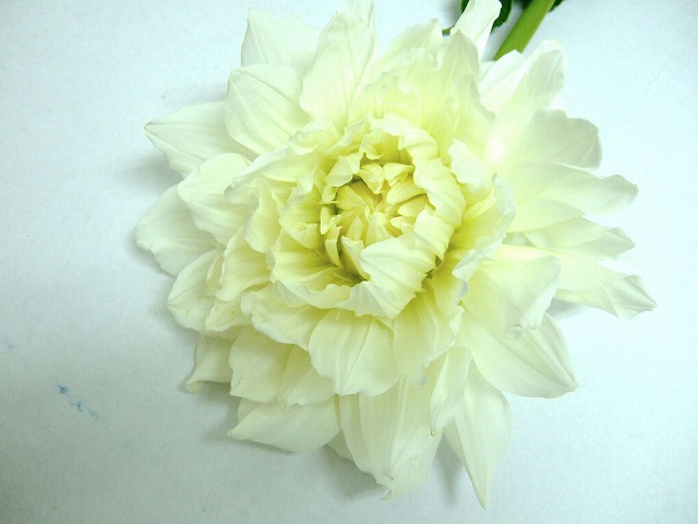 ダリヤ マルコムズホワイト 優60CM (白)