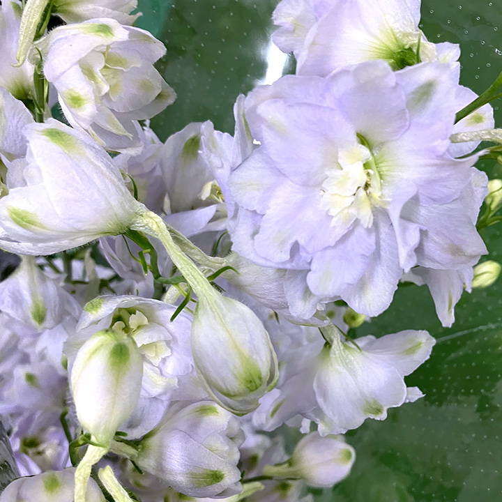 デルフィニューム デルフィニウム　　ラベンダー　L 推奨産地【予約メニュー】