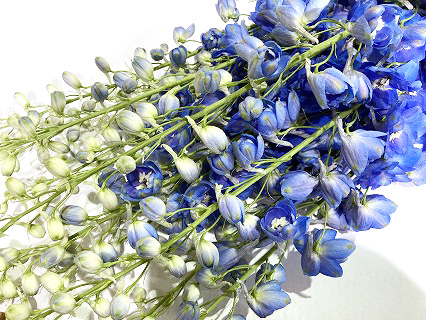 デルフィニューム ラメールブルー 秀80 (青)