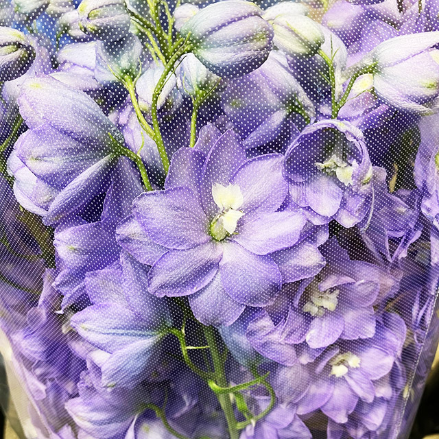 デルフィニューム セリーネ　ラベンダー 秀70 (淡紫)