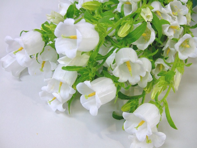 カンパニユラ チヤイムホワイト 秀70CM (白)