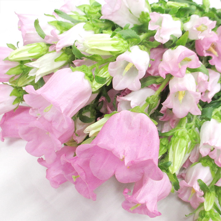 カンパニュラ　ピンク　L 推奨産地【予約メニュー】