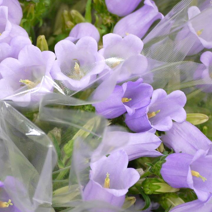 カンパニユラ　ライラック　L 推奨産地【予約メニュー】