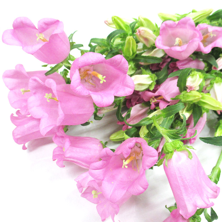 カンパニユラ チヤンピオンピンク 秀80CM (ピンク)