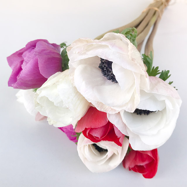 アネモネ アネモネ　ミストラルＭＩＸ　L 推奨産地【予約メニュー】