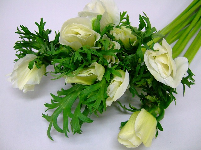 アネモネ　ホワイト　L 推奨産地【予約メニュー】