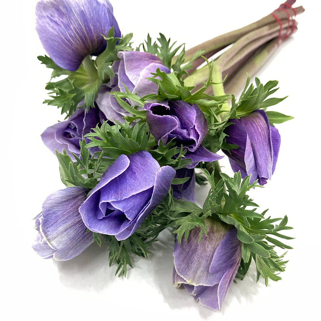 アネモネ　ムラサキ　L 推奨産地【予約メニュー】