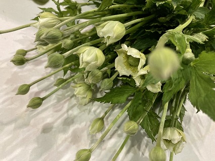 アネモネ バージニアナ 70ｃｍ (ホワイト)　☆初夏に咲く宿根草の草花！