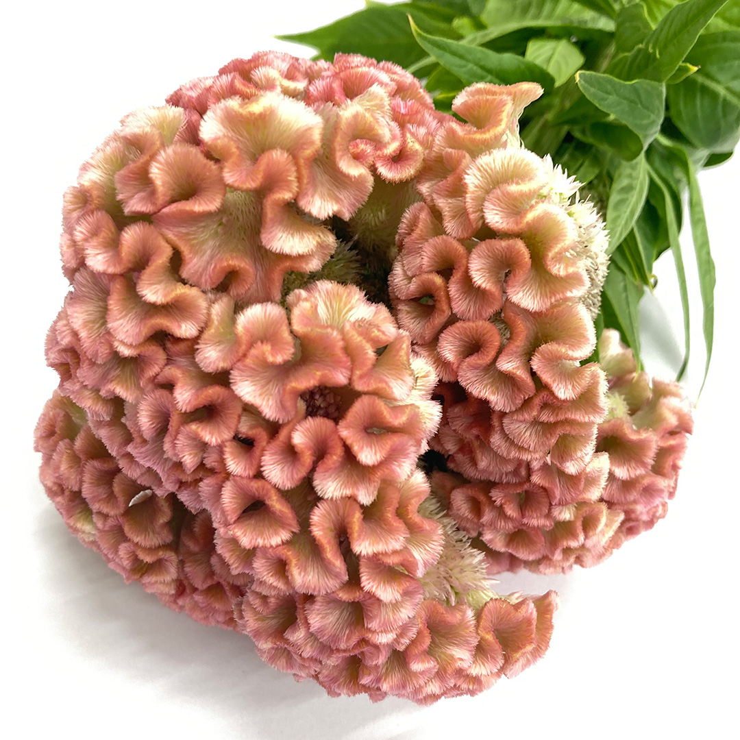ケイトウ デリ－パ－ル 60CM*午後から出荷です (ピンク)