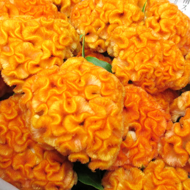 ケイトウ オレンジクイーンインプ 60CM (オレンジ)