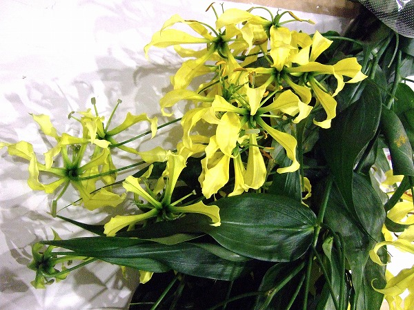 グロリオサ シンプレクス ２Ｌ (黄色)