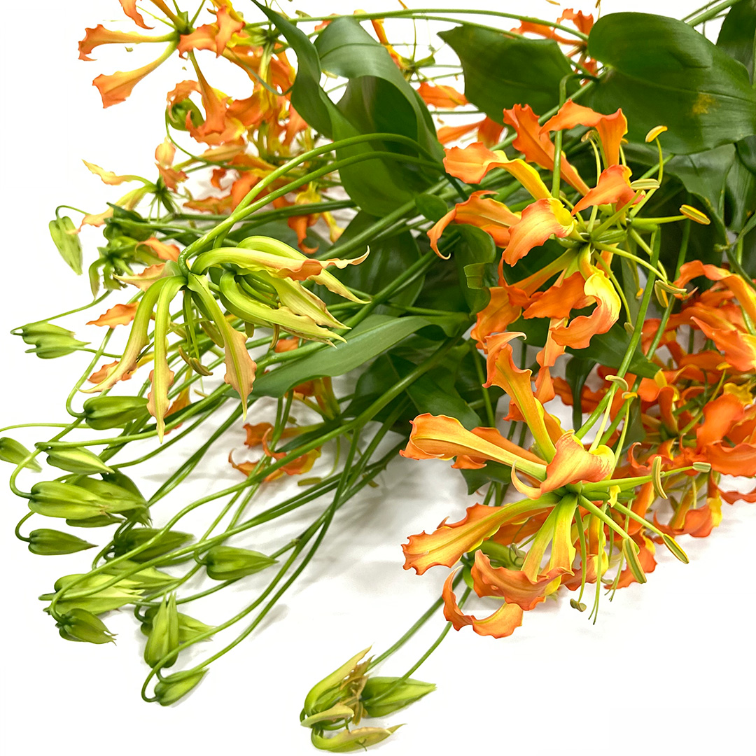 グロリオサ オレンジハ－ト 秀2L (オレンジ)