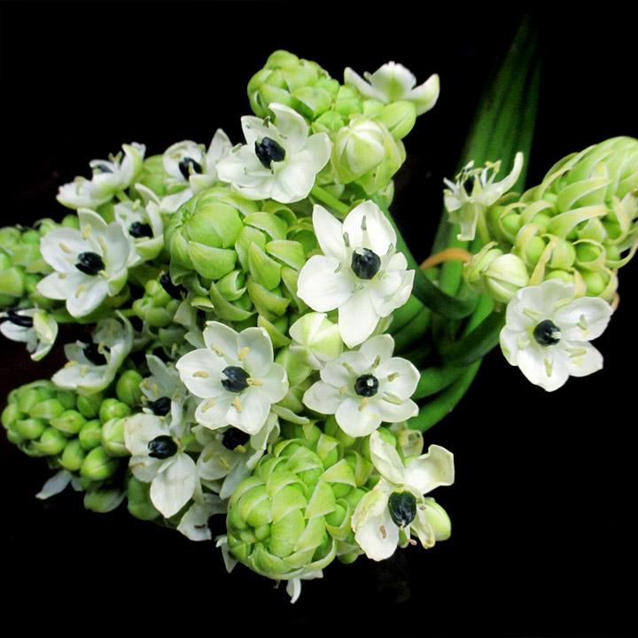 オーニソガラム サンデルシー　L 推奨産地【予約メニュー】