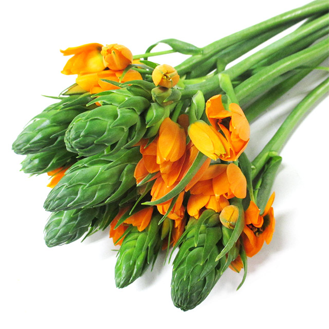 オーニソガラム ダビューム　M 推奨産地【予約メニュー】