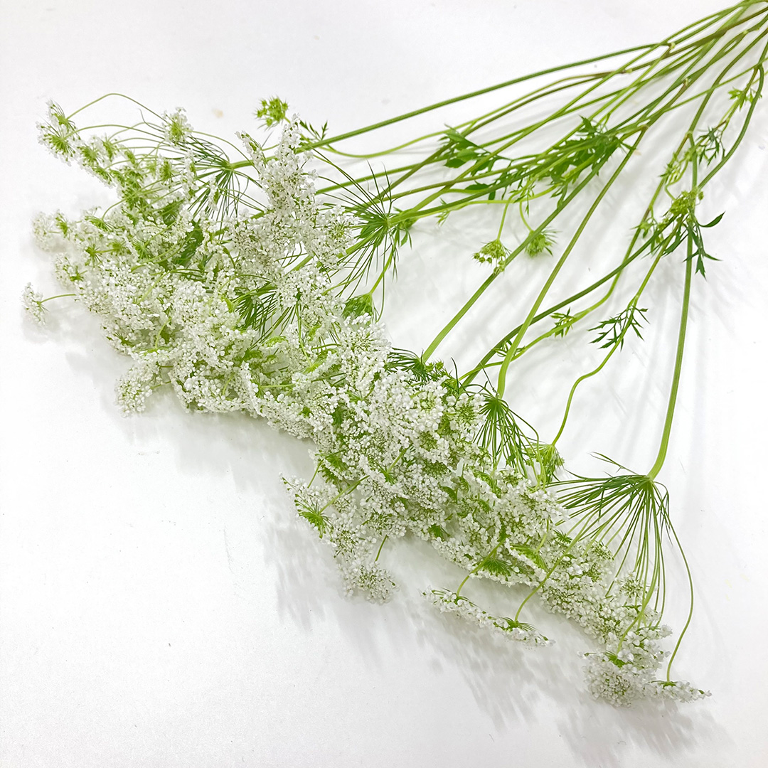 レースフラワー ホワイトレース（SP） 70cm (白)｜東京店