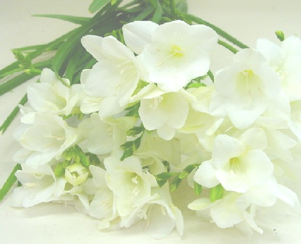 フリージア　ホワイト　L 推奨産地【予約メニュー】