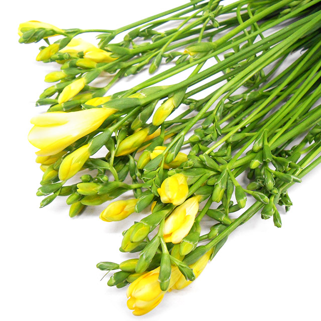 フリージア フリージア　イエロー　L 推奨産地【予約メニュー】