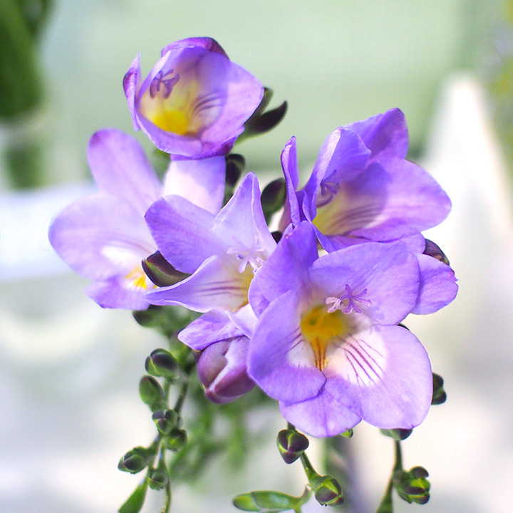 フリージア ブル－シ－ 3/11まで　1　秀55CM (紫)