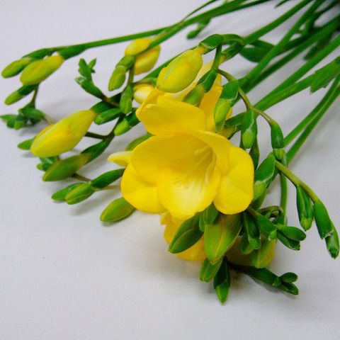 フリージア アラジン 2L (黄色)