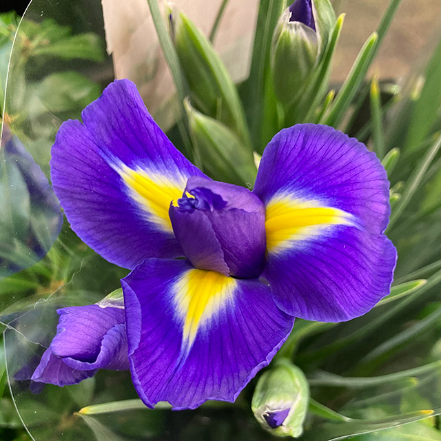 アイリス ブルーマジック　2L 推奨産地【予約メニュー】