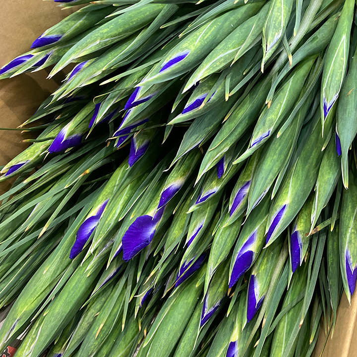 アイリス ブルーマジック　2L 推奨産地【予約メニュー】