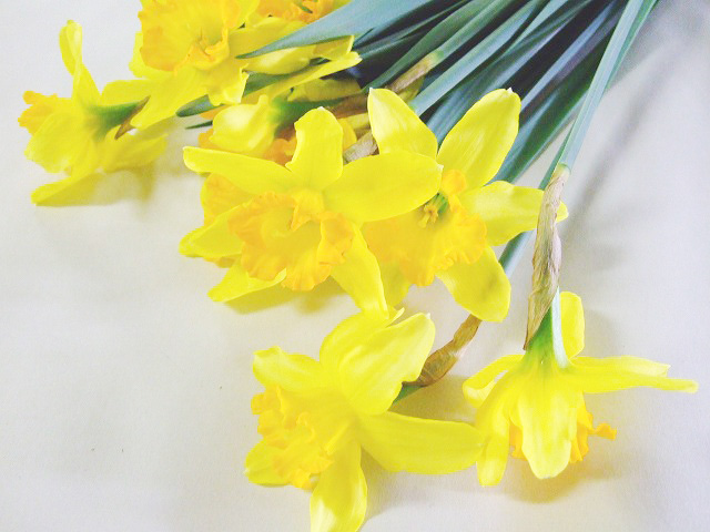 スイセン フオ－チユン 30～ (黄色)