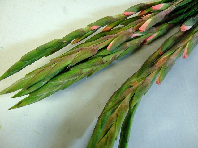 グラジオラス トラベラ－ 秀90 (ピンク)