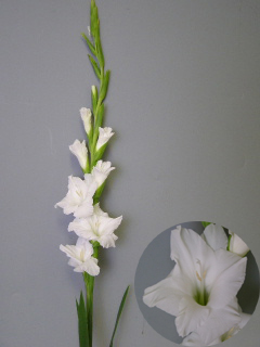 グラジオラス グラジオラス　　ホワイト　2L 推奨産地【予約メニュー】