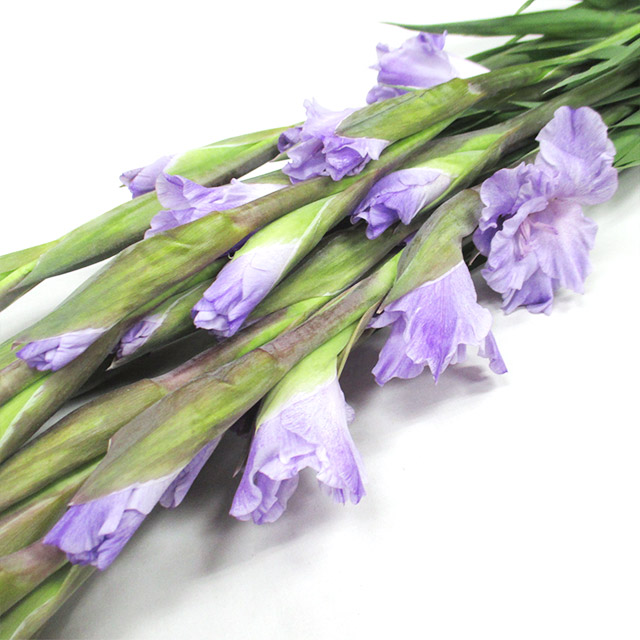 グラジオラス ミルカ　 110CM (紫)