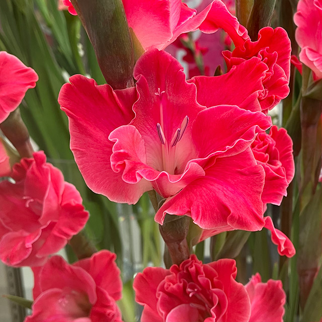 グラジオラス フェアリーテールピンク（ＤＰ 120CM※宅配不可 (濃ピンク)