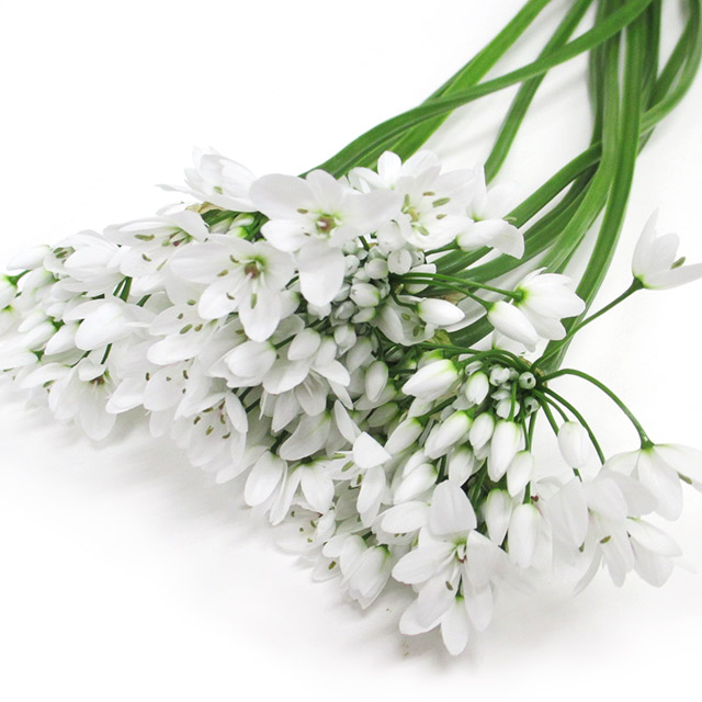 ギガン．アリウム コワニー　L 推奨産地【予約メニュー】