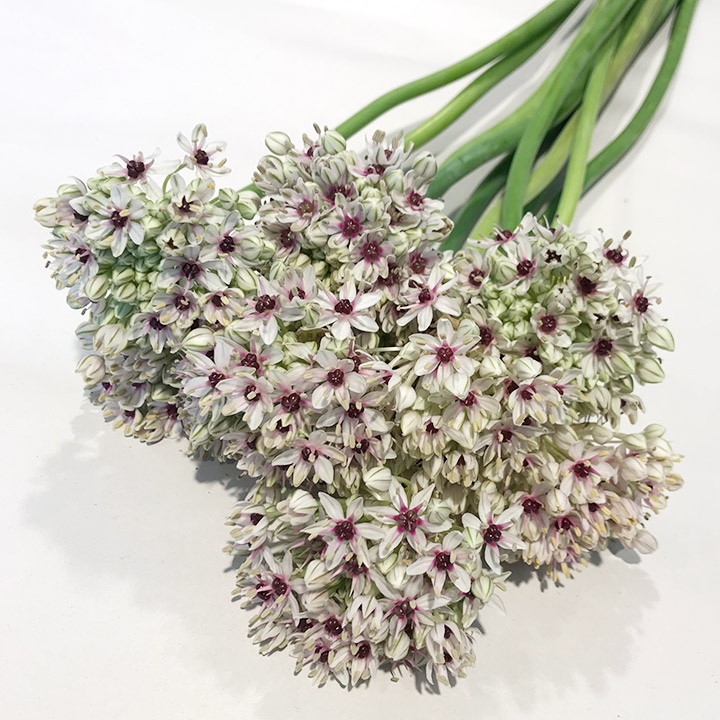 アリウム シルバースプリング 50ｃｍ (その他)