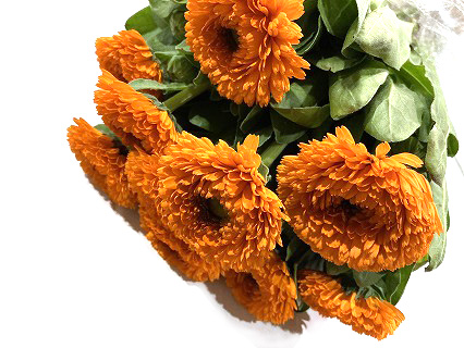 キンセンカ オレンジスター　L 推奨産地【予約メニュー】