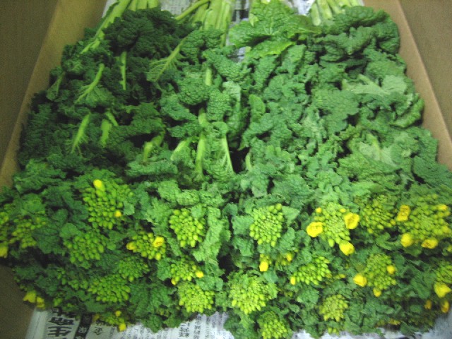 ナタネ ナノハナ 秀60 (黄色)