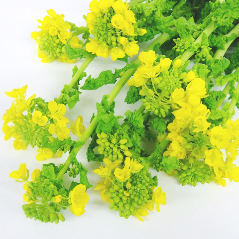 ナタネ　ナノハナ　L 推奨産地【予約メニュー】