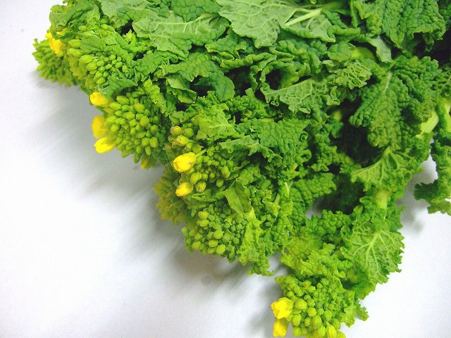 ナタネ 江月 60CM (黄色)