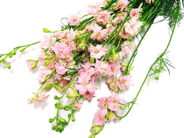 ラークスパー カンヌクリスタルピンク Ａ80 (ピンク)