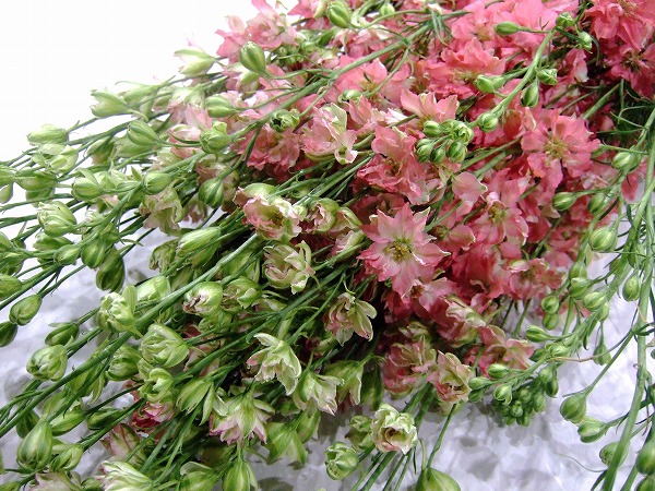 ★本日のおすすめ★デルフィニウム マーベラスピンク 80cm (ピンク)