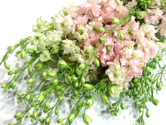 ラークスパー ハンナピンク 2L (ピンク)