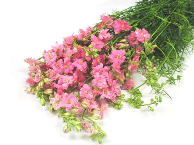 ラークスパー ラ－クピンク 90ｃｍ (ピンク)